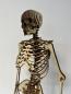 Preview: Human skeleton (Cool Human Skeleton) as a 3D model - close up Torso